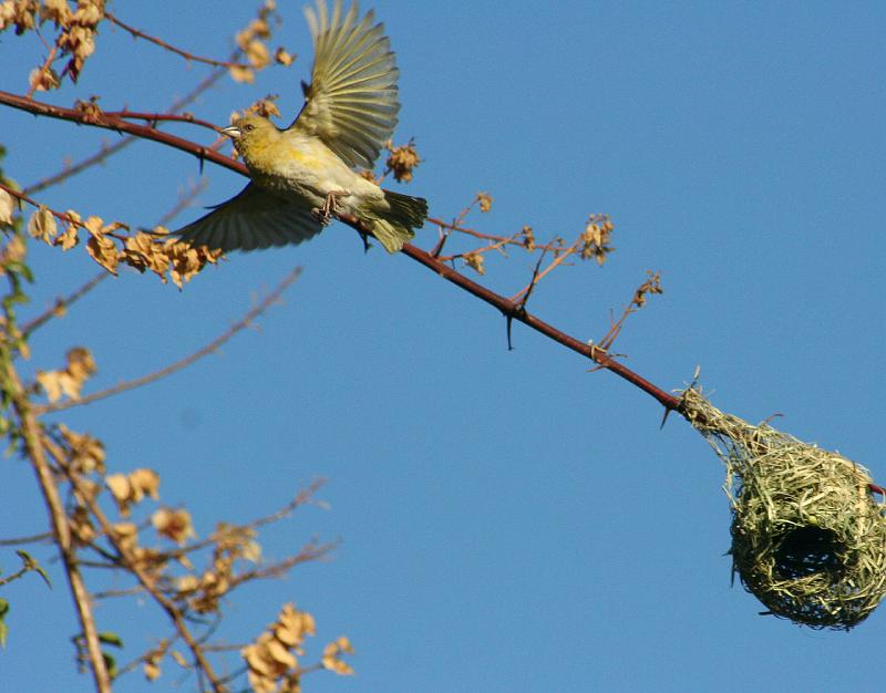 vinkwyfie vlieg weg van nes.jpg - Nog gras is nodig..